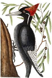 Estimates123.com has been visited by 10k+ users in the past month Woodpecker Wikipedia