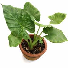 Dwarf jade is fleshy wooded succulent and its trunk is green when it is young however, turns in to a beautiful. Buy Alocasia Green Plant Online India At Cheap Price On Plantsguru Com