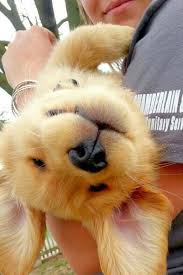 Kardelenaslan Adli Kullanicinin Poncik Panosundaki Pin Cok Sirin Hayvanlar Bebek Kopekler Golden Retriever Yavrusu