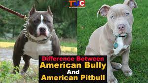 But, make no mistake, the american bully is not a pitbull, despite certain similarities. Difference Between American Bully And American Pitbull Tuc Youtube