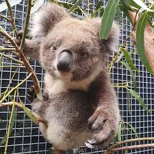 Rescuethekoalas On Instagram This Family Koala Necklace At 50 Link In Bio Rescuethekoalas Koala In 2020 Koala Koala Bear Cute Animal Pictures