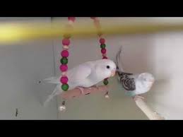 youtube muhabbet kuslari kusu kus