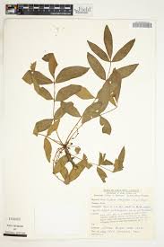 Image result for Zanthoxylum chalybeum