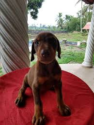 Heavy bone doberman puppies for sale. Pets In Kerala Kci Registered European Doberman Amatras Facebook