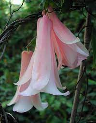 Pacific Horticulture Society The History Of Lapageria Rosea At The University Of California Botanical Garden Beautiful Flowers Hanging Plants Flowers