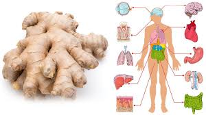 mittelhochdeutsch ingwer, ingeber von gleichbedeutend lateinisch gingiber, zingiver über griechisch zingíberis von sanskrit ṣṛngavēra, eigentlich »der hornförmige« (nach der form der wurzel) Iss Ingwer Jeden Tag Einen Monat Lang Und Das Wird Mit Deinem Korper Passieren Gesundheitsblatt Youtube