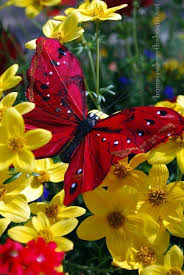 Butterfly white, blue butterfly, blue, antiquity, brush footed butterfly png. At The Table Mosaic Butterflies Beautiful Butterflies Butterfly Pictures Butterfly