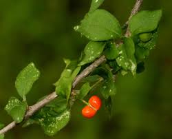 Image result for Erythrococca