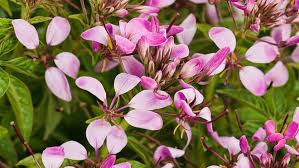 Image result for Cleome elegantissima