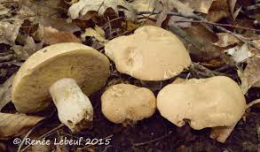 Image result for Boletus atkinsonii