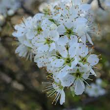 Maybe you would like to learn more about one of these? Prunus Spinosa Was Bluht Jetzt