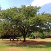 Image result for Tinnea galpinii