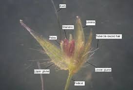 Image result for Arundinella