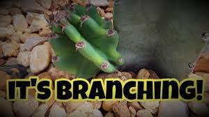 Whether you decide to grow it indoors or outdoors, you need the right kind of soil for it to thrive. Basic How To Cactus Cuttings Youtube
