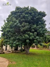 Image result for Ficus barteri