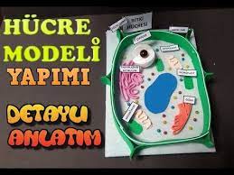 Maket yapmak sabır gerektiren bir iştir. Hucre Modeli Yapimi Bitki Hucresi Cell Model Youtube