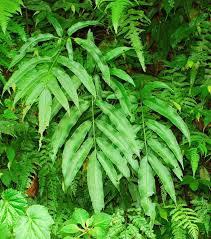 Image result for Coniogramme africana