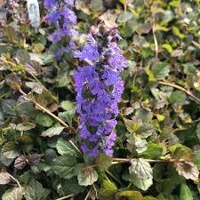 Image result for Sacciolepis rigens