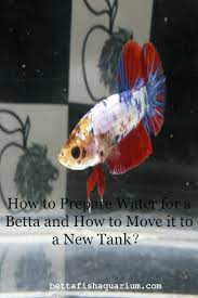 How To Prepare Water For A Betta And How To Move It To A New Tank Betta Fish Betta Betta Fish Care