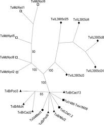 Back in brazil, he married vânia pimentel and they returned to the us, where. Phylogenetic Analysis Of Trypanosoma Vivax Supports The Separation Of South American West African From East African Isolates And A New T Vivax Like Genotype Infecting A Nyala Antelope From Mozambique Parasitology Cambridge