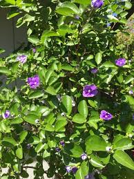 Summer blooming shrub and they bloom in the summer! Yesterday Today And Tomorrow Brunfelsia Your Lovely Plant Is Likely An Evergreen Shrub Identified By Its Purple Bluish La Shrubs White Flowers Green Leaves