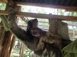 Lo último en perezoso bebe de esta season ver todas las novedades. Mama Perezosa Y Su Bebe Picture Of Association Chou Ai Macouria Tripadvisor