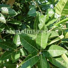 Image result for Ficus ingens