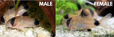 Mature female cory cats are usually much larger than males. Cory Catfish Corydoras Expert S Care Breeding Guide