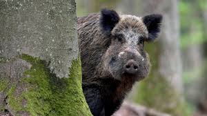 Wer also probleme mit wildschweinen im garten hat, der muss sich etwas einfallen lassen, um die tiere. Wildschwein Angriff So Verhalt Man Sich Richtig Das Erste