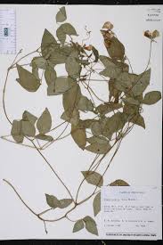 Image result for Vigna oblongifolia