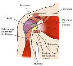 Es maguito, es maguito es maguito, es maguito. Desgarres Del Manguito De Los Rotadores Rotator Cuff Tears Orthoinfo Aaos