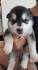 Puppies Under $300 | Lancaster Puppies - Puppies For Sale ...