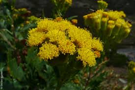 Image result for Senecio latifolius