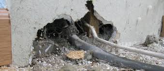 How to get rid of a dead rat in a wall? Can You Remove Dead Mouse Smell Without Putting Holes In Your Walls Office For Science And Society Mcgill University