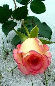 Pin Di Carole Romines Su Rozy Fiori Fiori Rosa Bellissimi Fiori