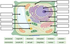 Animal cell labeled biology corner. Cell Labeling Remote Edition With Key By Biologycorner Tpt