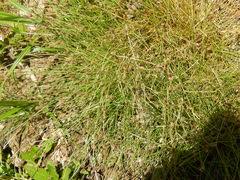 Image result for Schoenoplectus muriculatus