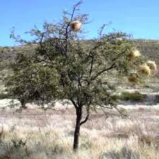 Image result for Albizia anthelmintica