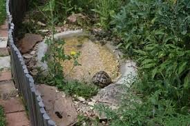 Diy küchenrollenhalter aus beton einfach selbermachen! Bau Einer Neuen Trink Und Badeschale Landschildkroten Im Hunsruck