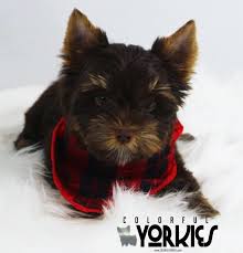Yorkie puppies for sale in northern california. Colorful Yorkies Has 2020 Exotic Colored Yorkies Puppies For Sale Financing Available Next Day Shipping This Is Your Only Puppy Spot