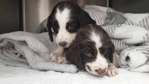 We'll listen without judgement & help you make the best decision for your dog. Boom In Puppy Sales During Pandemic Raises Concerns That Many Could Be Abandoned Afterwards