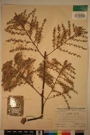 Image result for Vernonia conferta