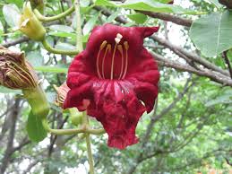 Image result for Glenniea africana