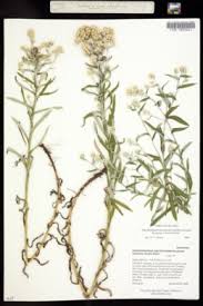 Image result for Gnaphalium polycaulon