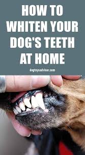 How To Clean A Dog S Teeth At Home Dog Teeth Dog Teeth Cleaning Teeth Cleaning