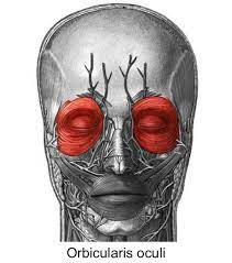 Orbicularis Oculi Side Of The Eye Close And Squints The Eye Assisst In Tear Transport And Drainage Anatomia Musculos Caras