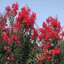 We have over 55 varieties available of miniature, dwarf, medium and standard (tree) crape myrtles. Tightwad Crape Myrtle Tree Red Flowers 4 Pot