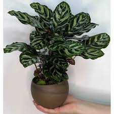 Image result for Calathea