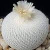 Salvo excepciones, son plantas económicas, y unido a su resistencia y a su facilidad de reproducción, el factor precio nunca será un inconveniente para que disfrutes de estas plantas. Https Encrypted Tbn0 Gstatic Com Images Q Tbn And9gcqlflu4uwri8vhgkfq Qiydw0udf9xibgsixe1zjalyw4alcpz9 Usqp Cau
