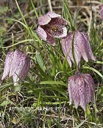 Denumita si floarea de sah, laleaua pestrita creste si in tara noastra, insa numai in anumite zone deoarece are nevoie de conditii speciale de dezvoltare. Laleaua Pestrita Din Maramures Autentic Maramures